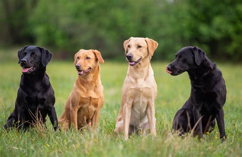 labs breeding.